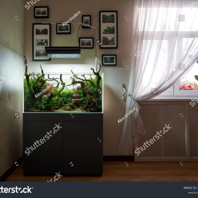 stock-photo--beautiful-freshwater-aquascape-with-live-aquarium-plants-frodo-stones-redmoor-roots-covered-by-2229923891 Commodo Odio